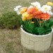 Цветник КАНЬОН купить в Буденновске