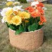 Цветник КАНЬОН купить в Буденновске